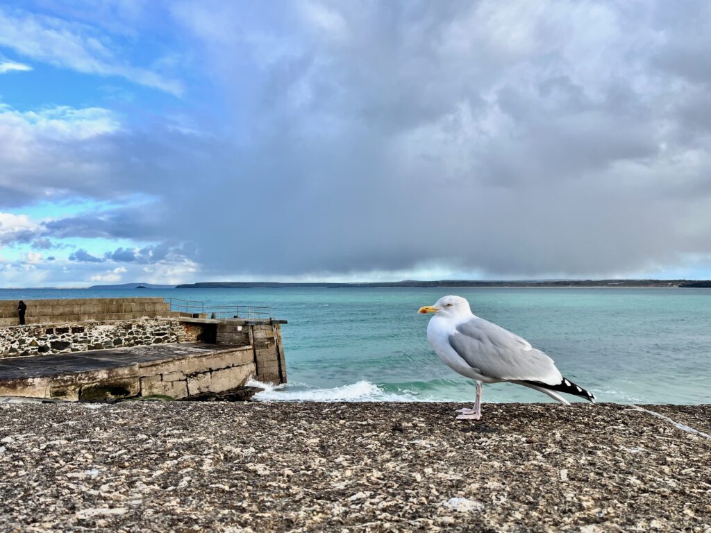 Seagull in St Ives, Cornwall