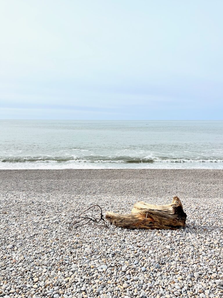 Driftwood at Chesil Beach