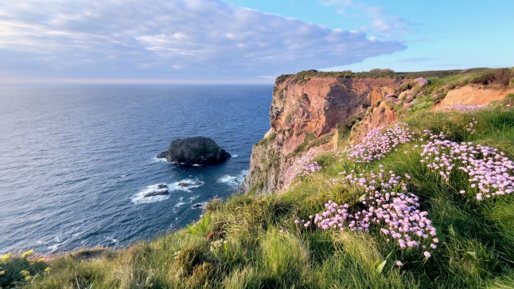 Flowers on the south west coast path between St Agnes and Perranporth