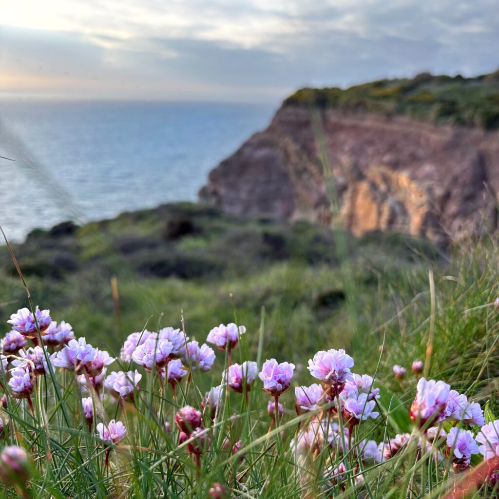 Sea pinks on the south west coast path