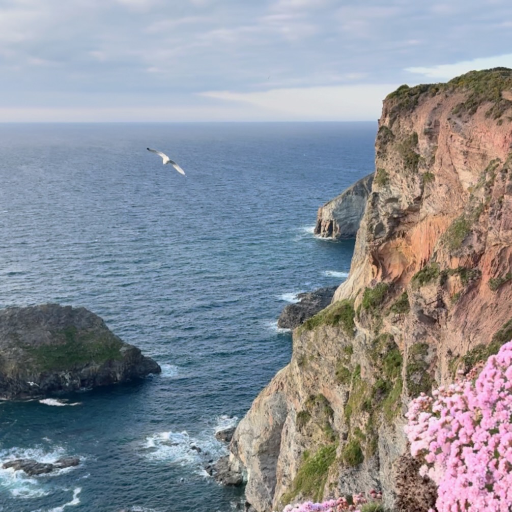 Seagull soars over cliffs with wildflowers