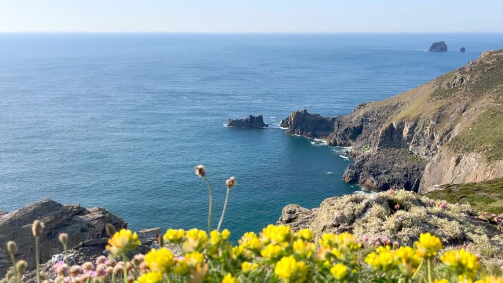 Flowers at St Agnes Head