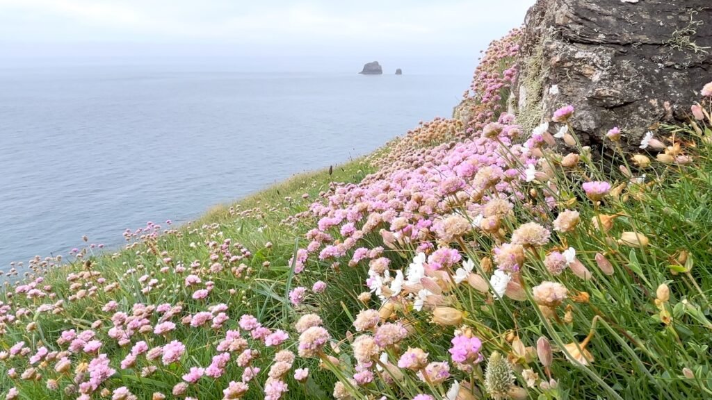 Flowers at St Agnes Head, Cornwall
