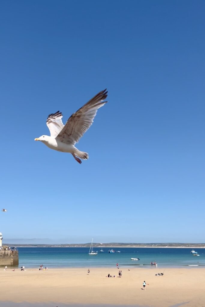 Seagull St Ives