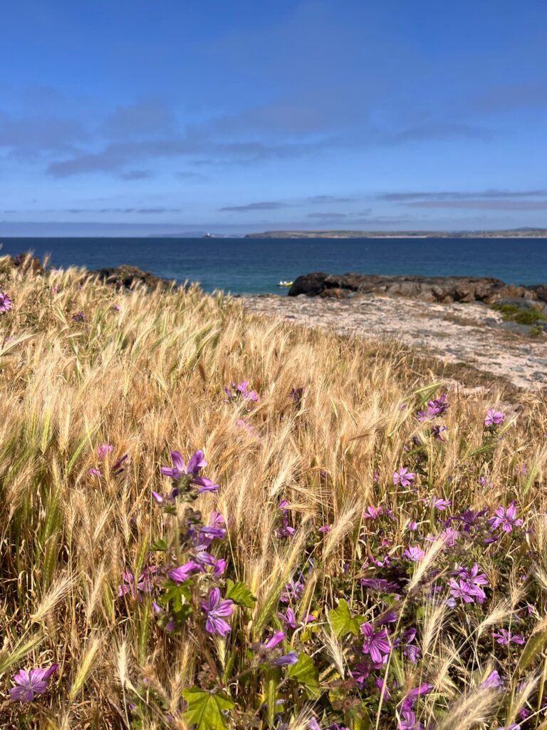 St Ives Coastal Flowers
