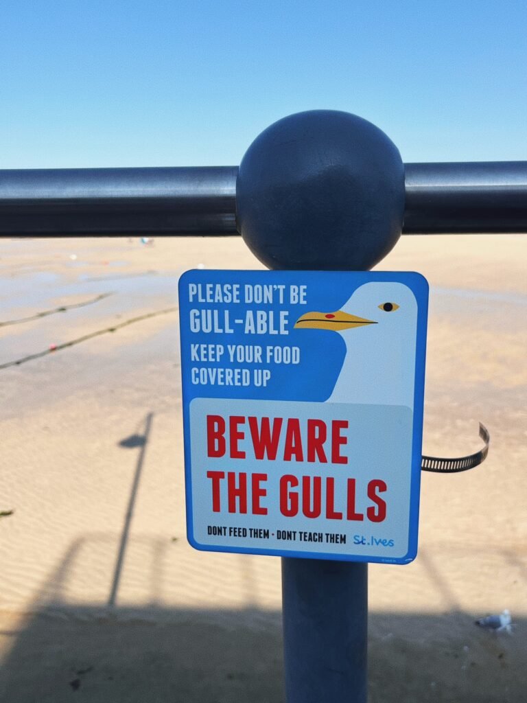 St Ives Harbour Seagull Warning Sign