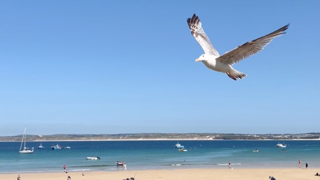 St Ives seagull